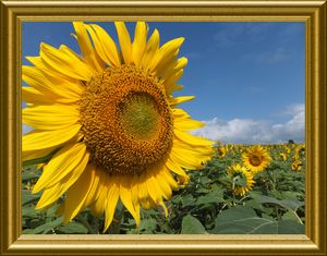 ���������̍�i