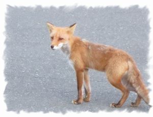 �L�^�L�c�l