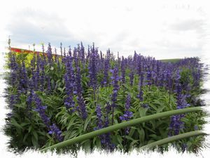 ����̃t�@�[��1