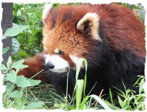 ���b�T�[�p���_