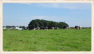牧場1